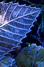 water drop